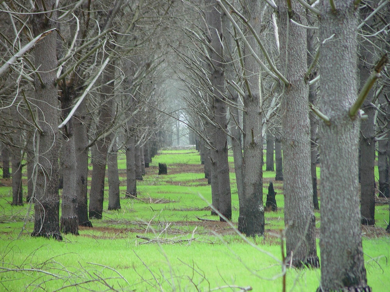 trees pine plantation free photo