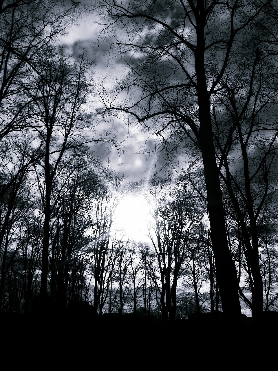 trees silhouette black and white free photo