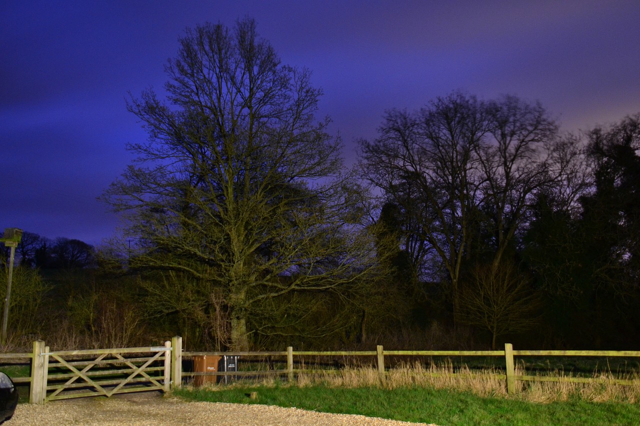 trees night country free photo