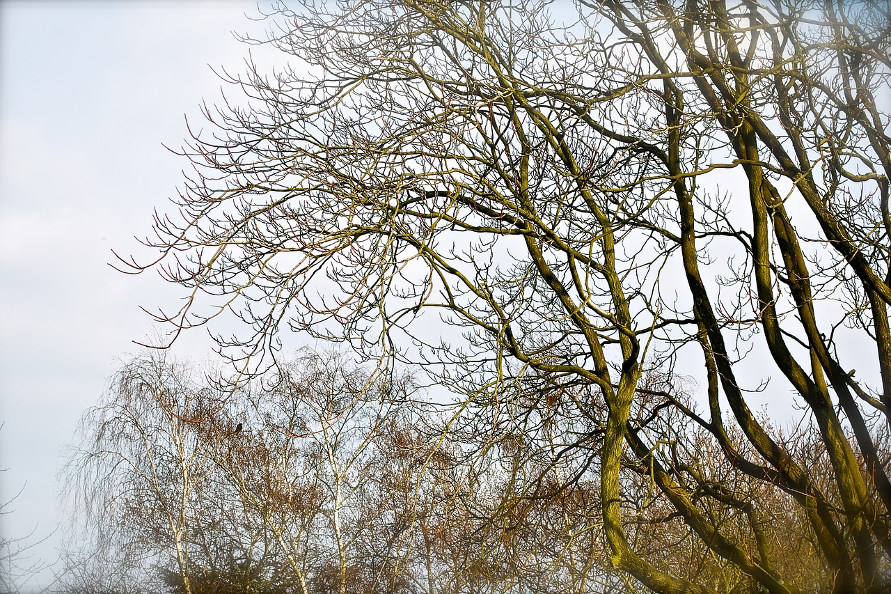 trees garden autumn free photo