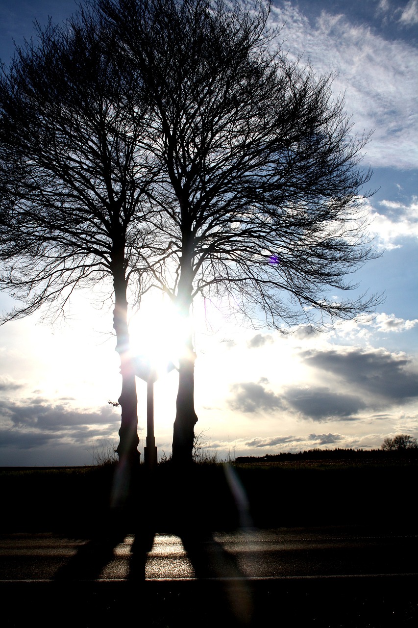 trees sun nature free photo