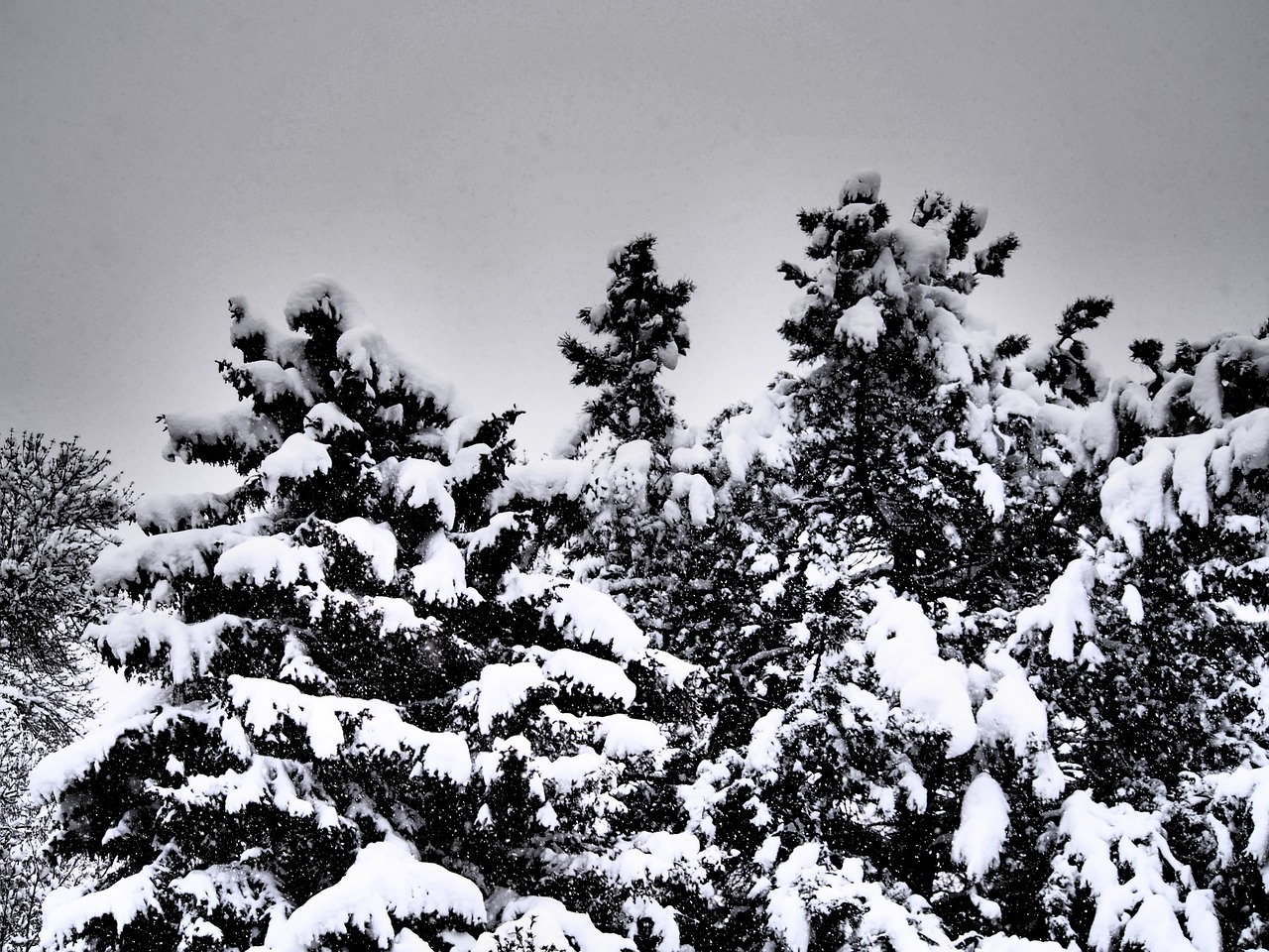 trees snow winter free photo