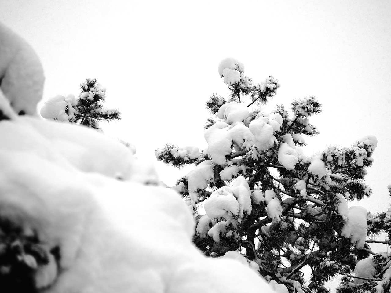 trees cold snow free photo