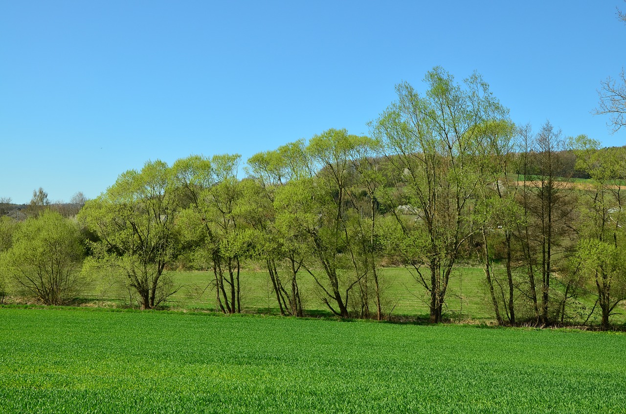 trees green april free photo