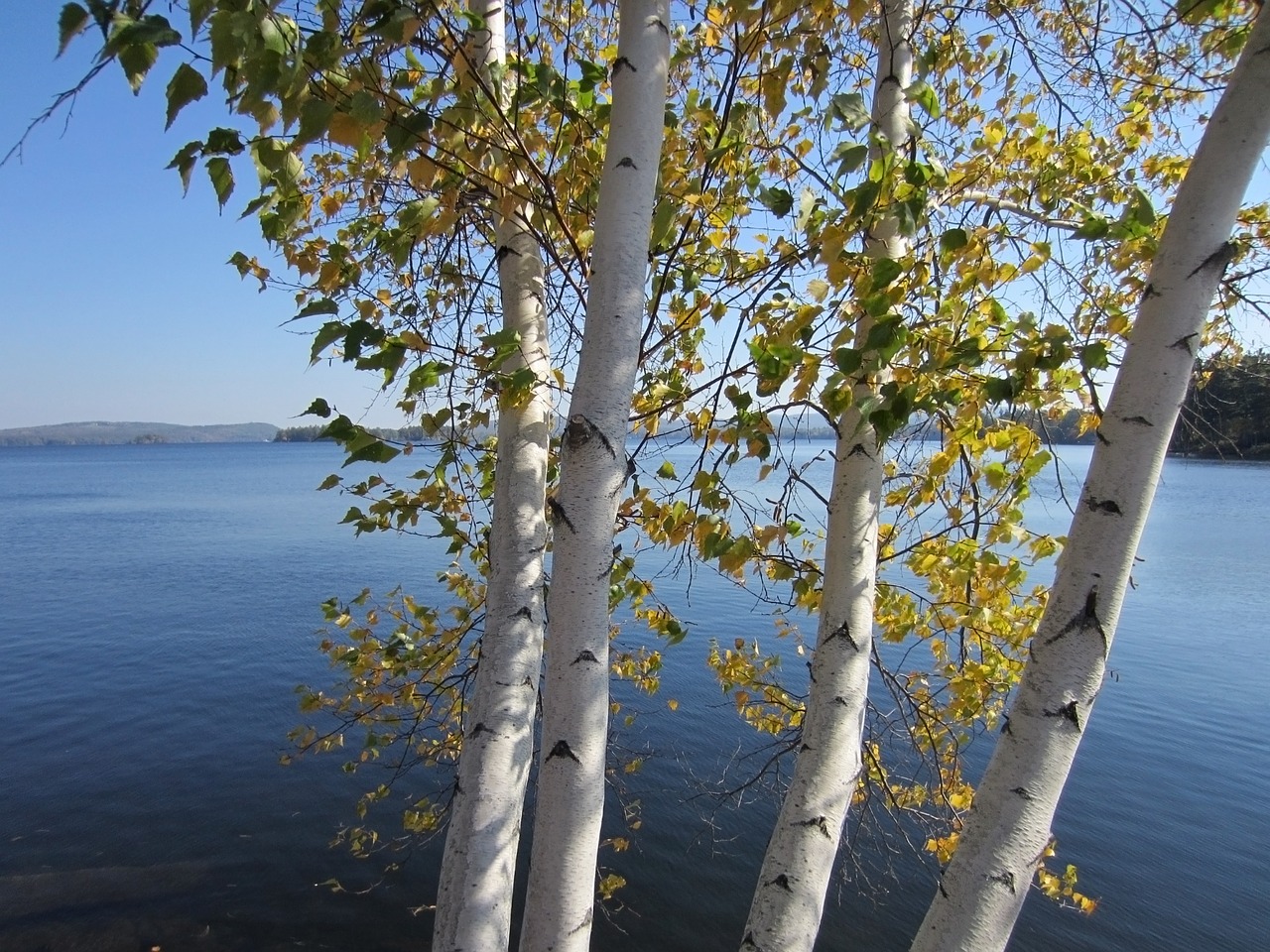 trees birch foliage free photo