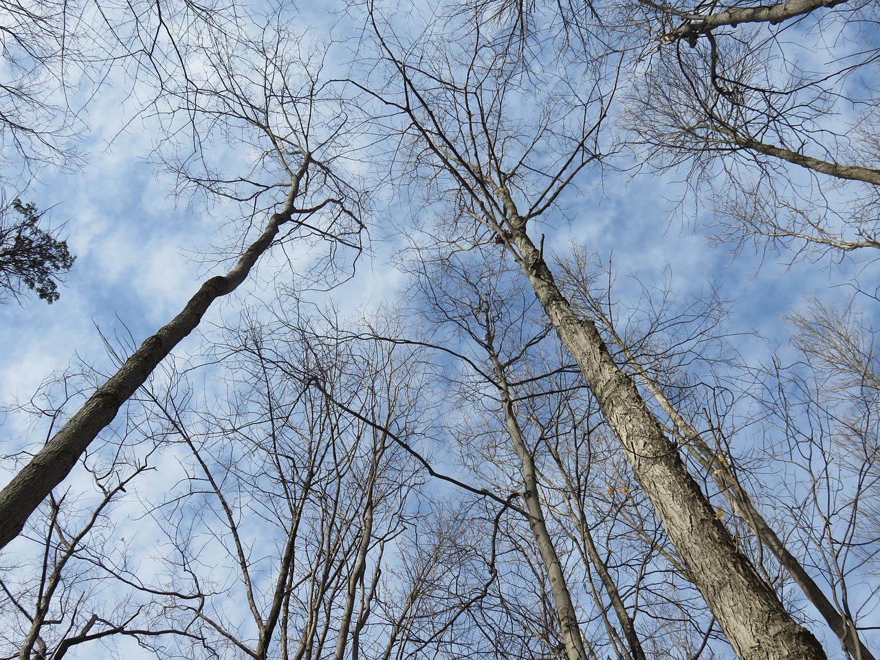 trees bare woods free photo