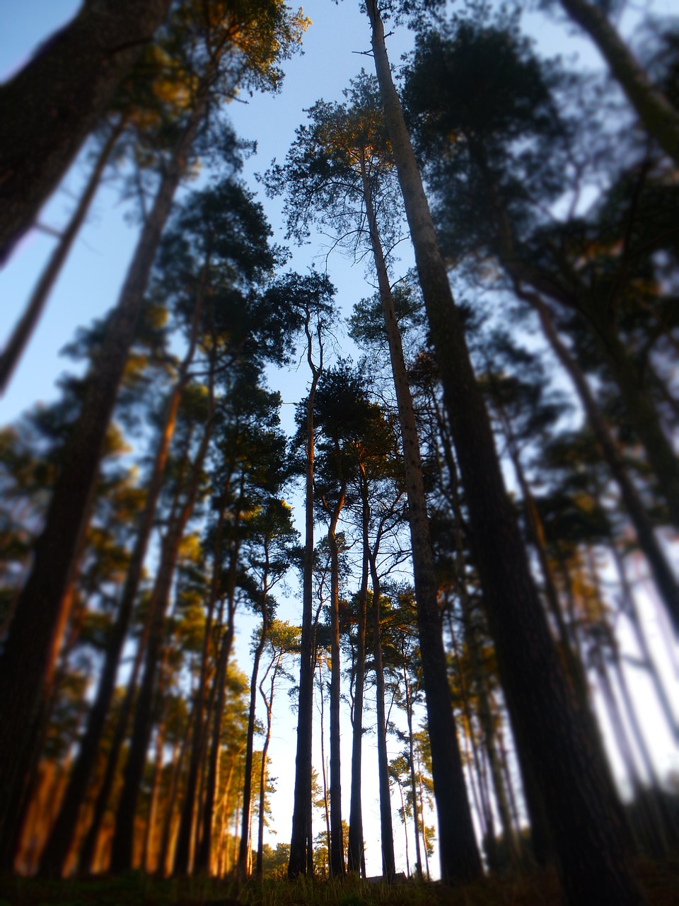 trees tall forest free photo