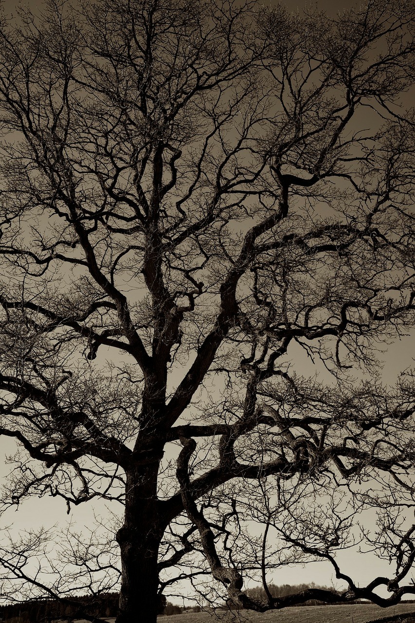 trees silhouette dark free photo