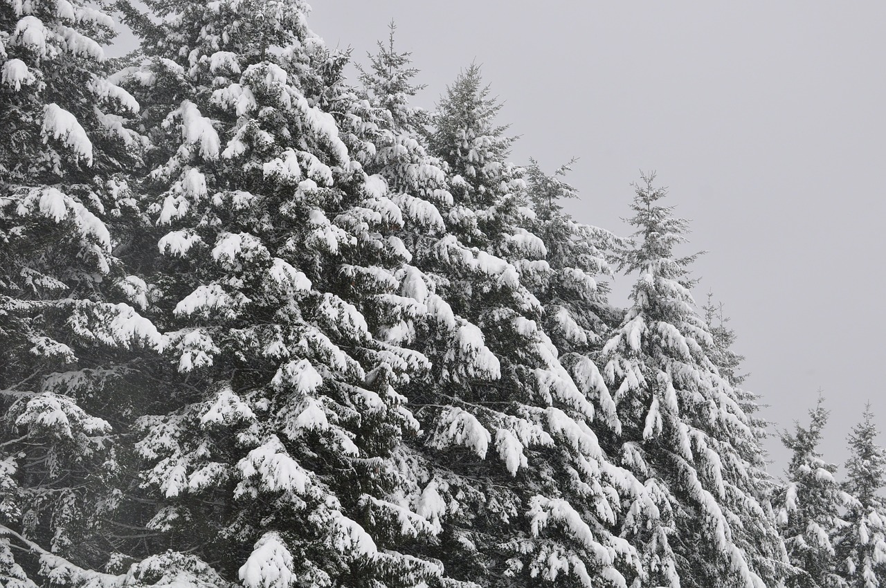 trees firs snow free photo