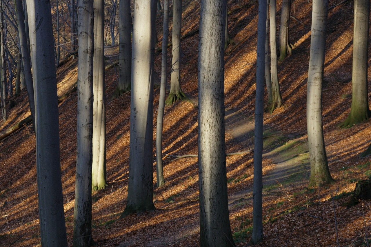 trees tree trunks autumn free photo