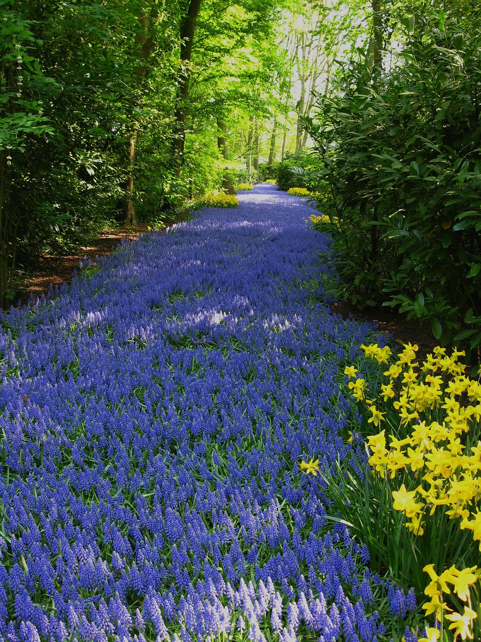 trees landscape garden free photo