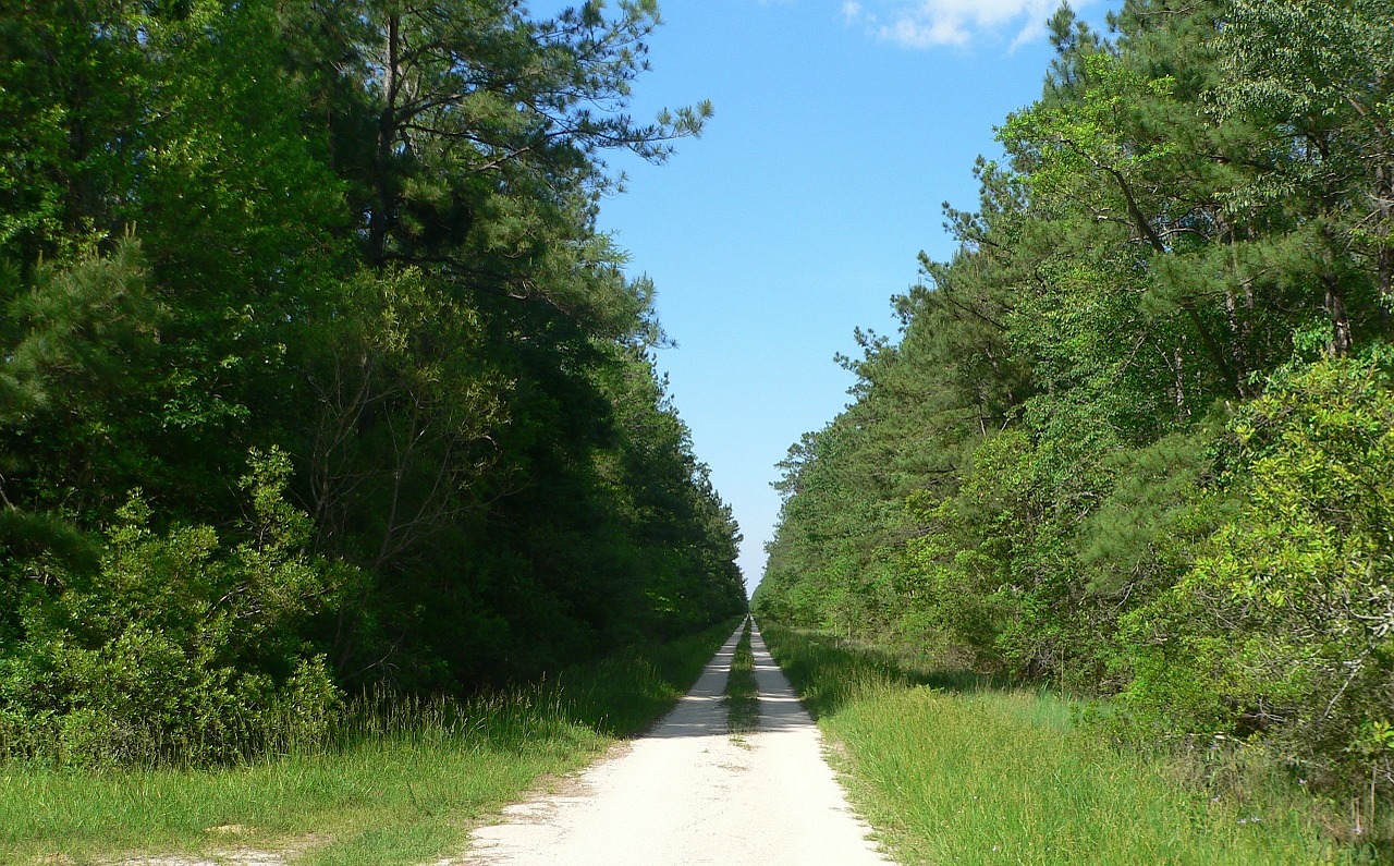 trees forest grass free photo