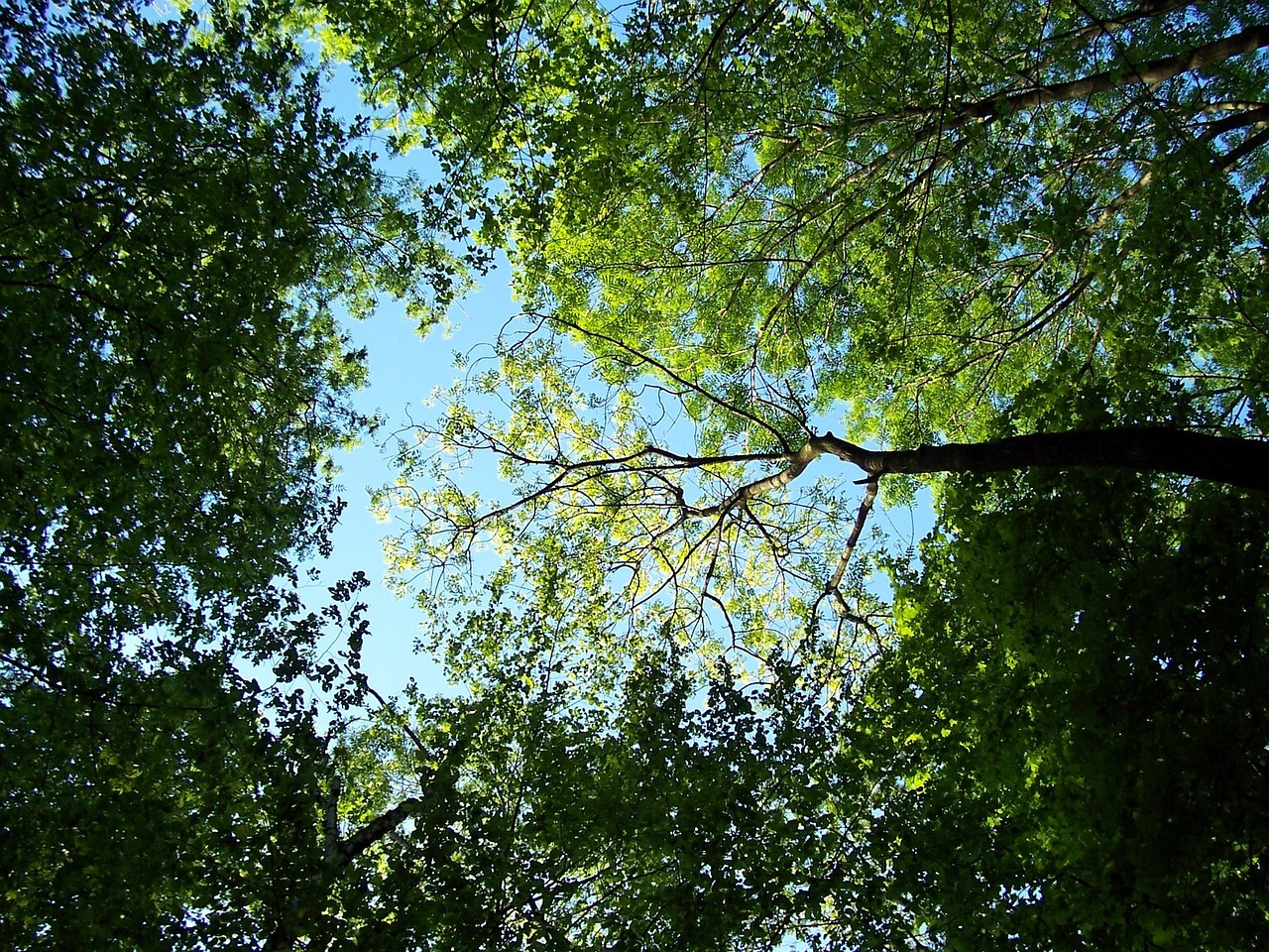 trees ostrava green free photo
