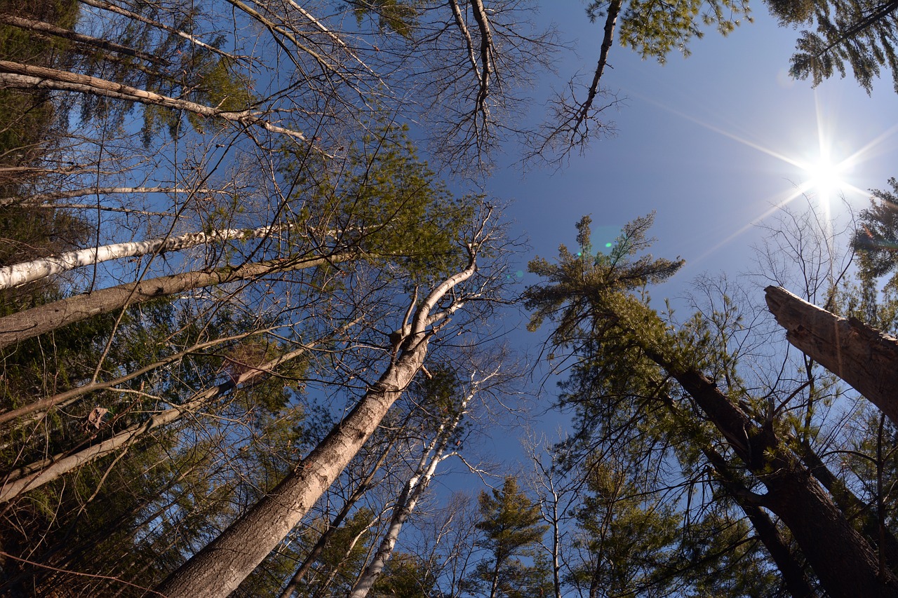 trees sun forest free photo