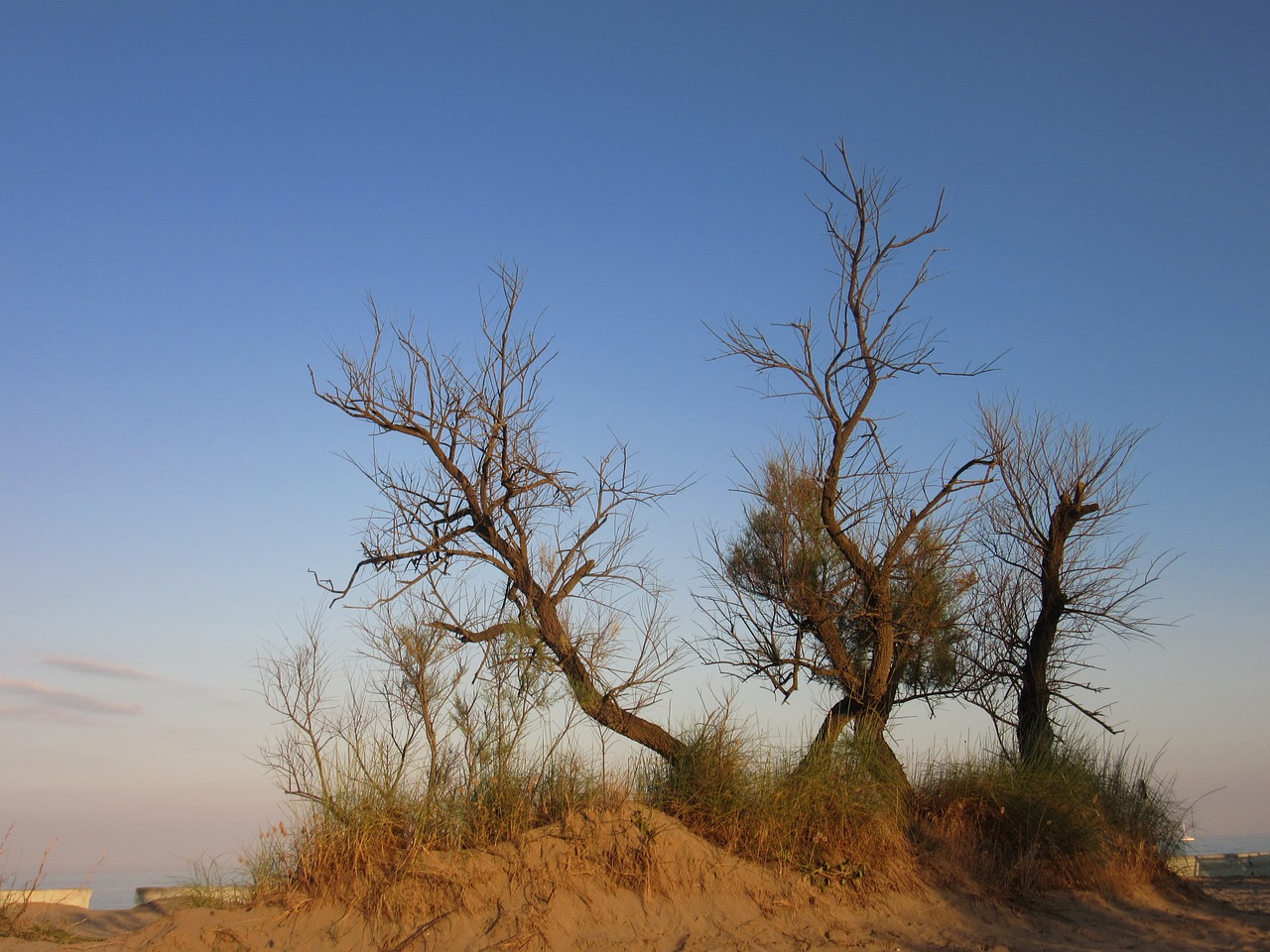 trees dry beach free photo