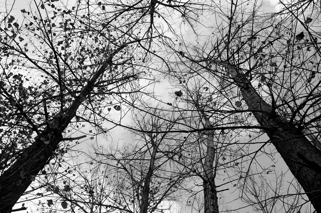 trees withered black and white free photo