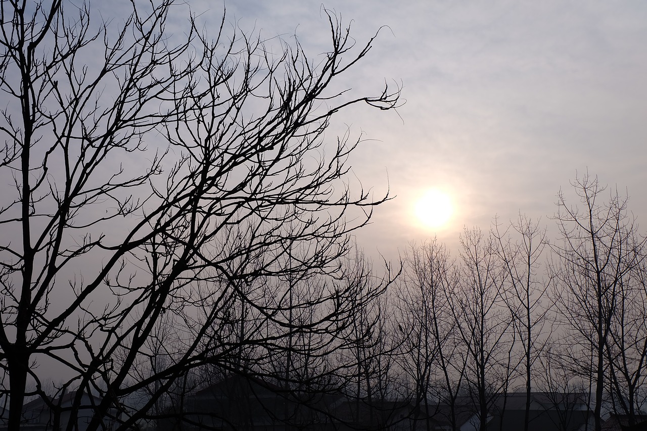 trees country kaihuo free photo