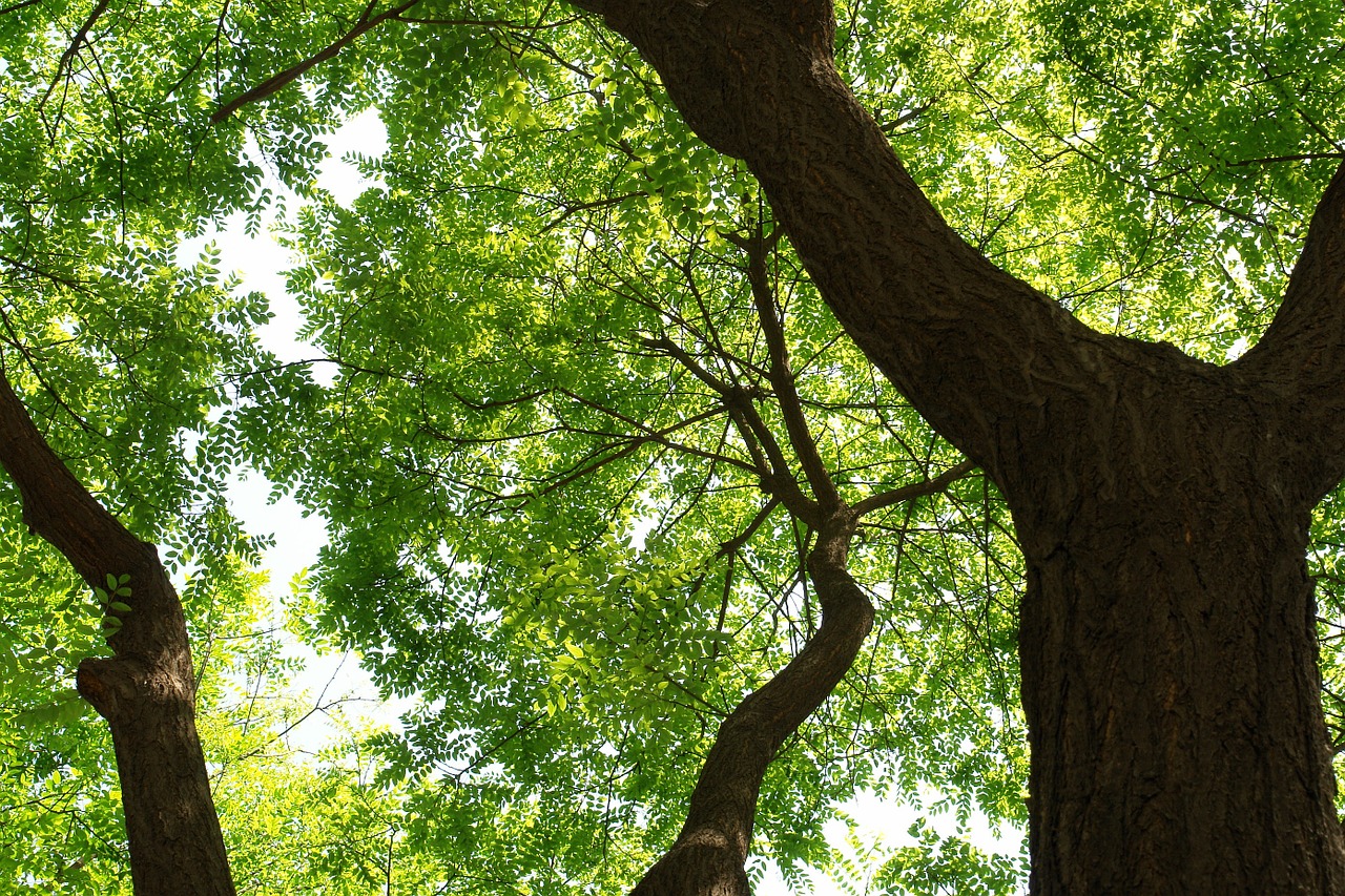 trees big trees sunshine free photo