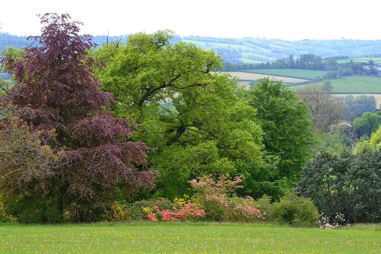 trees spring sunny free photo