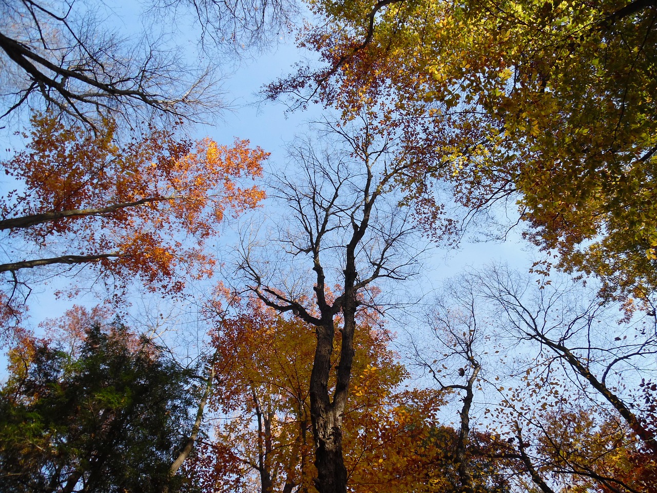 trees leaves fall free photo