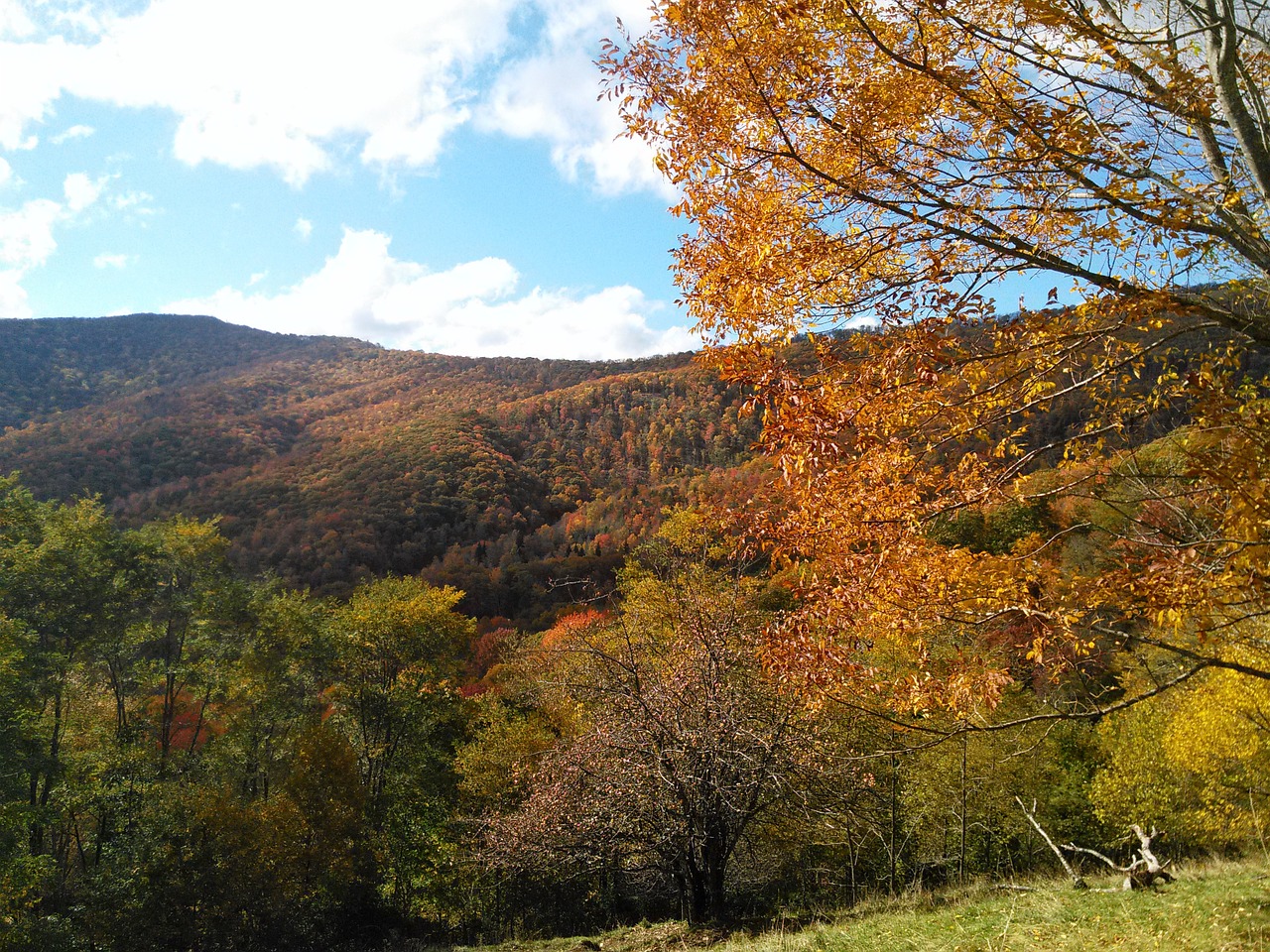 trees mountain outdoors free photo