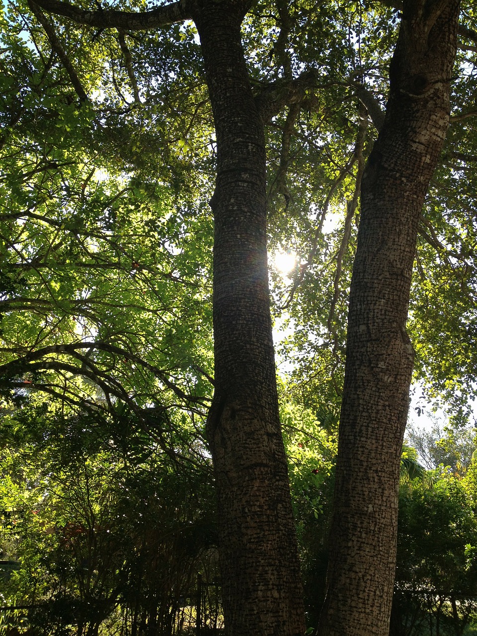 trees sun sky free photo