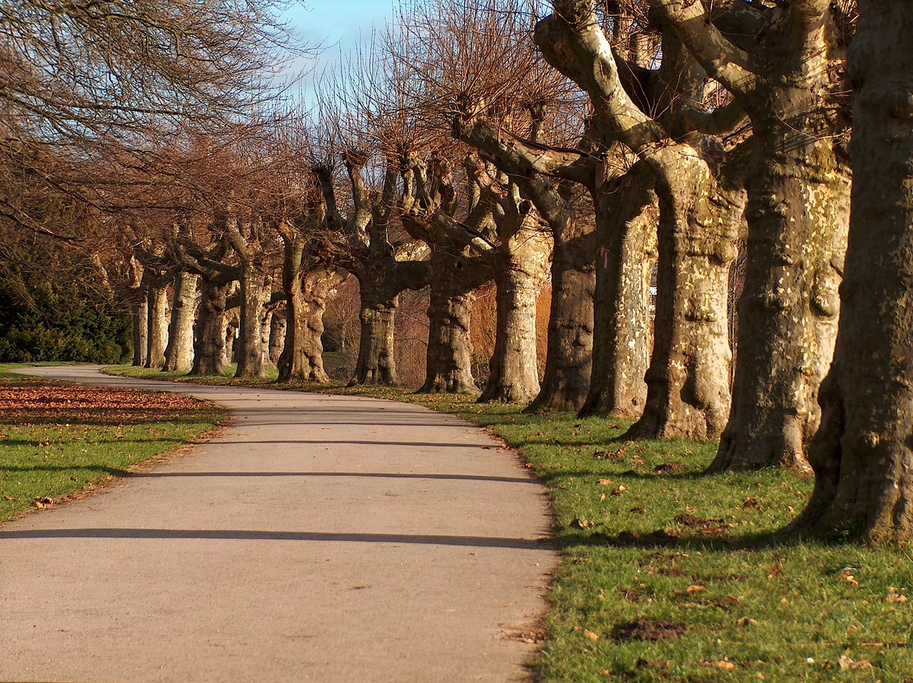 trees alley nature free photo