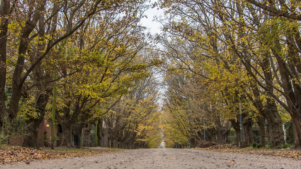 trees plants autumn free photo