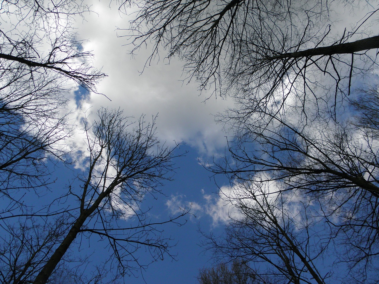 trees aesthetic sky free photo