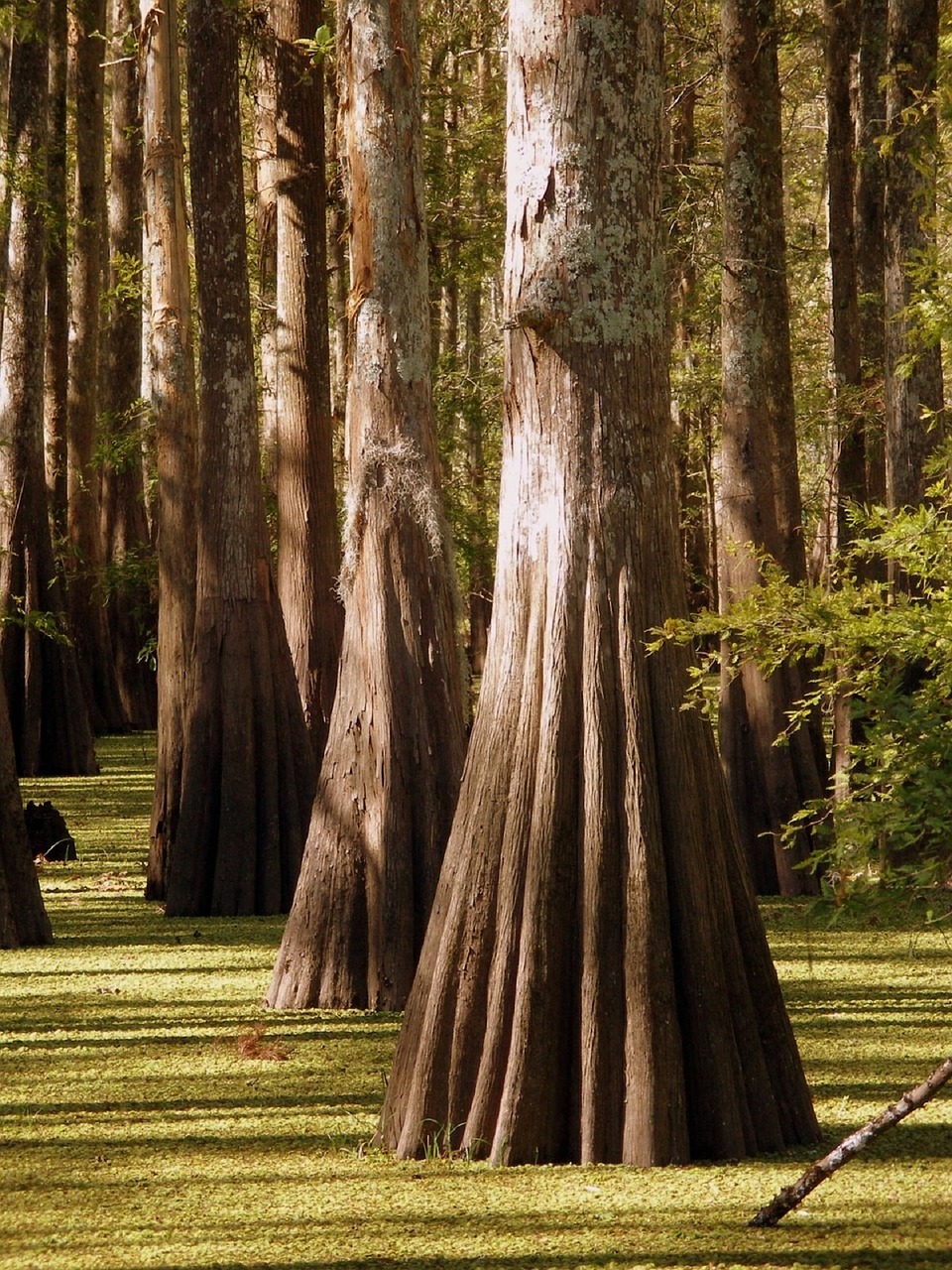 trees swamp landscape free photo