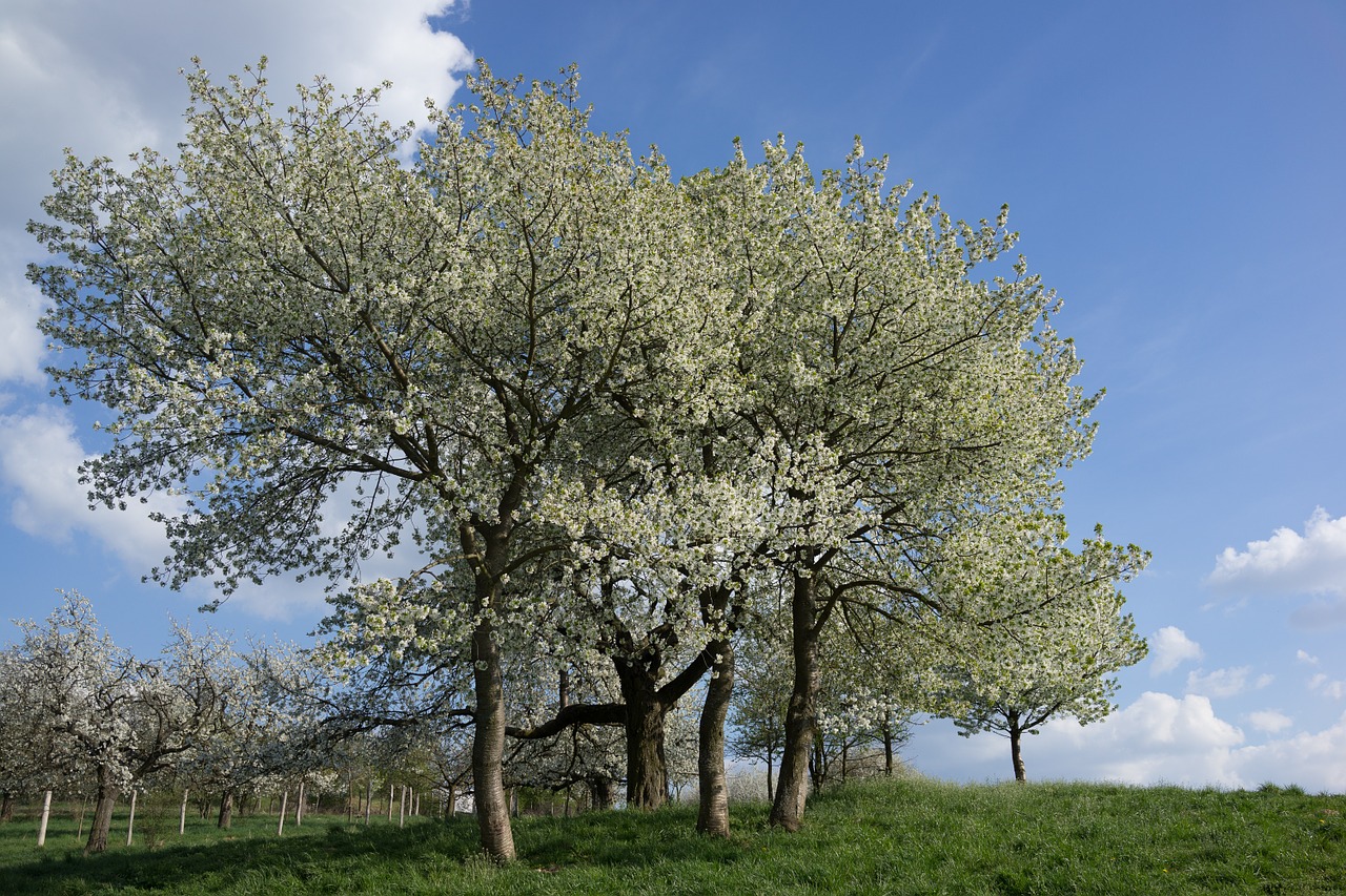 trees park spring free photo