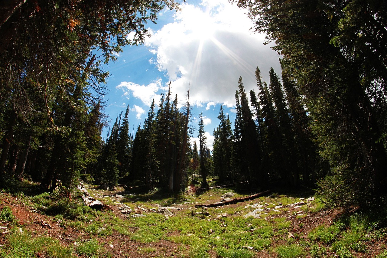 trees forest sky free photo