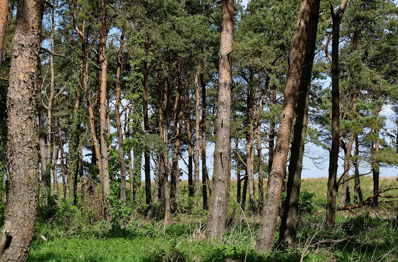 trees wood nature free photo