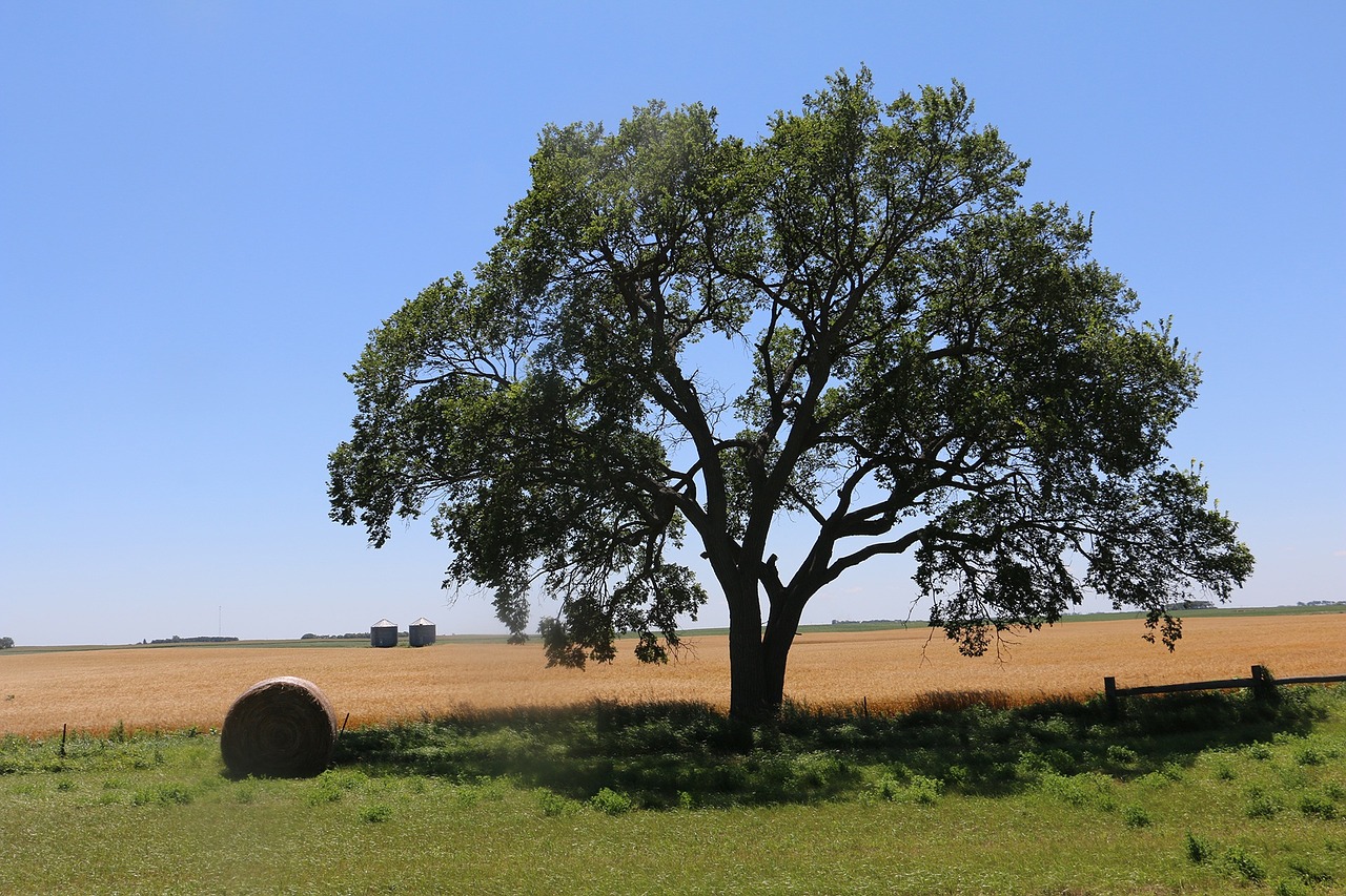 trees blue sky field free photo