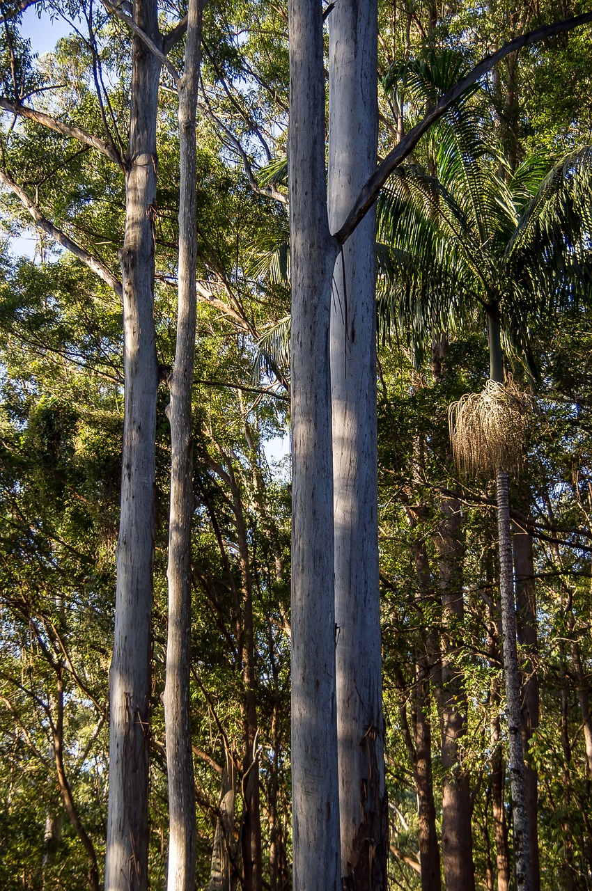 trees rain forest forest free photo