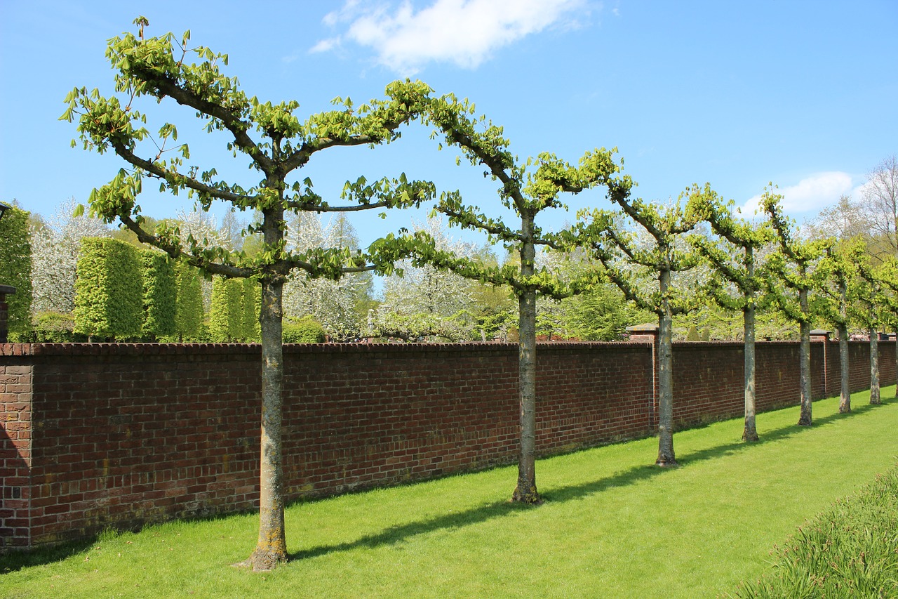 trees nature garden free photo