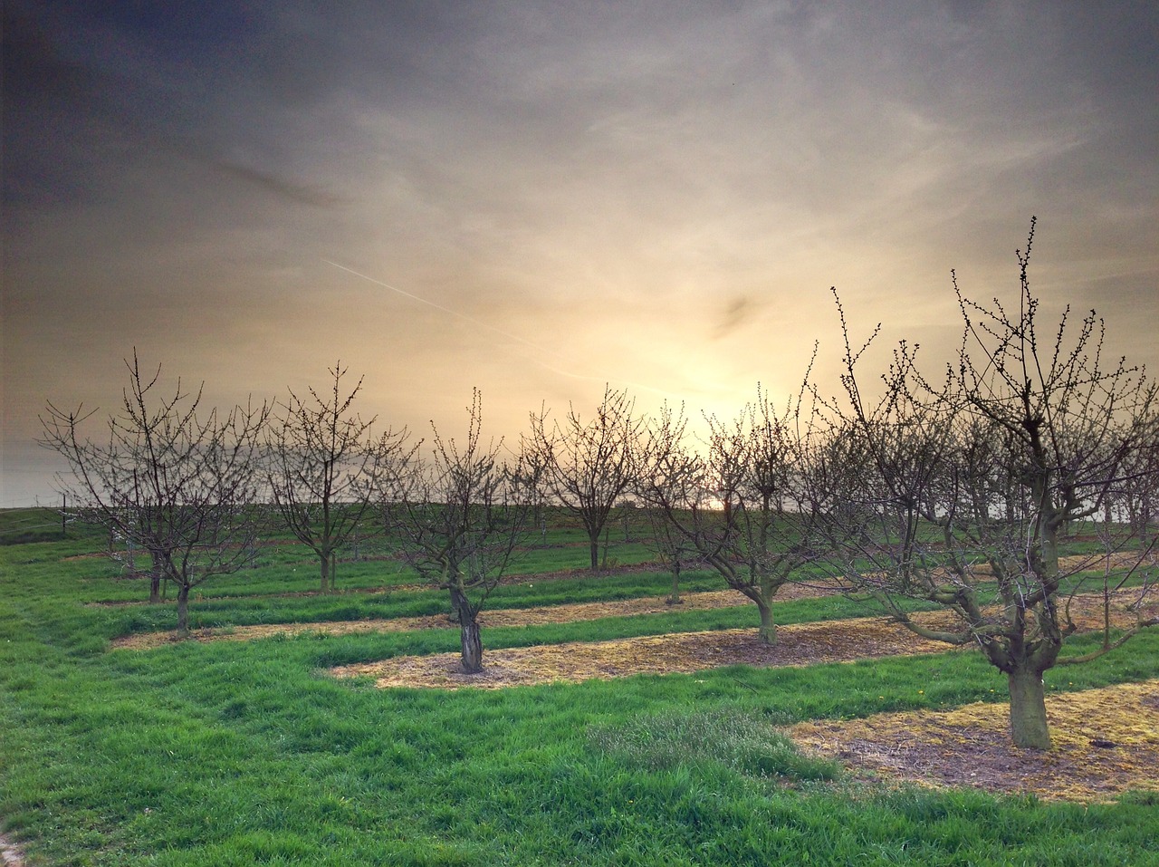 trees spring nature free photo