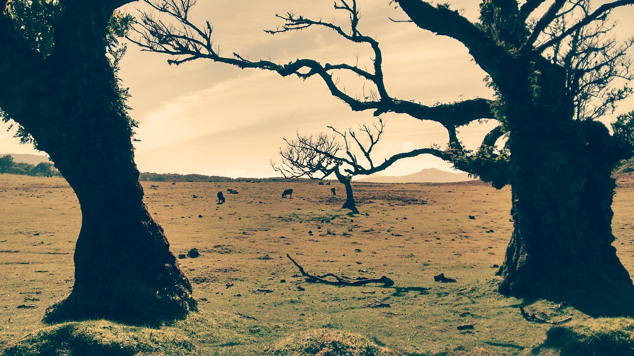 trees field animals free photo