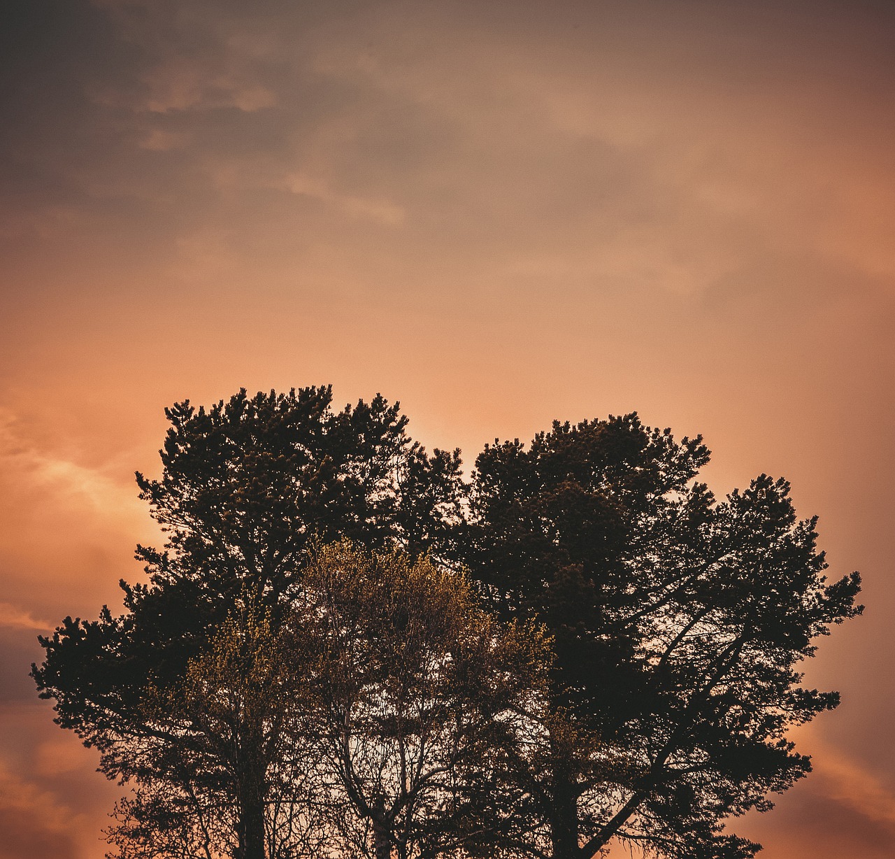 trees branches leaves free photo