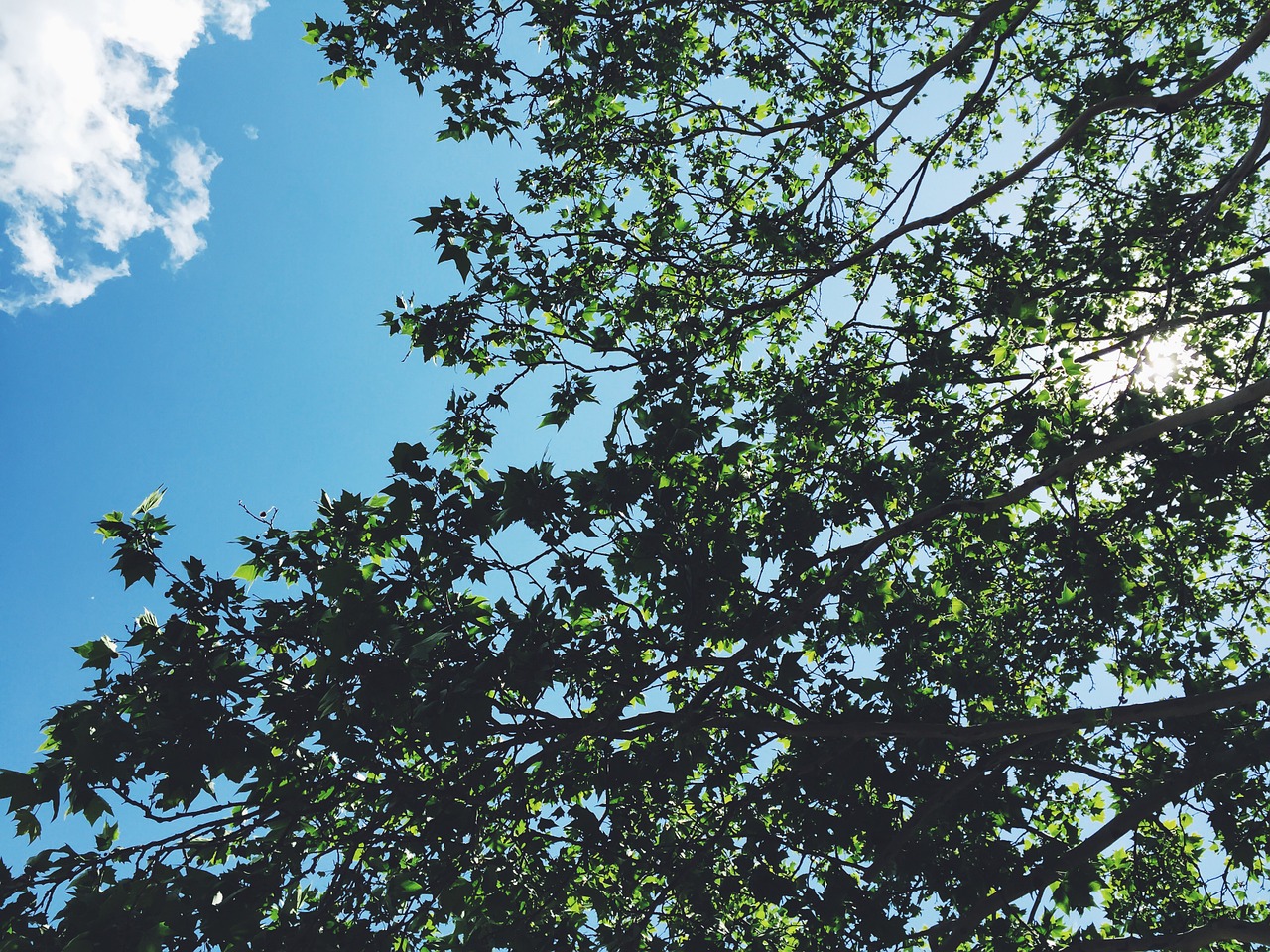 trees branches leaves free photo