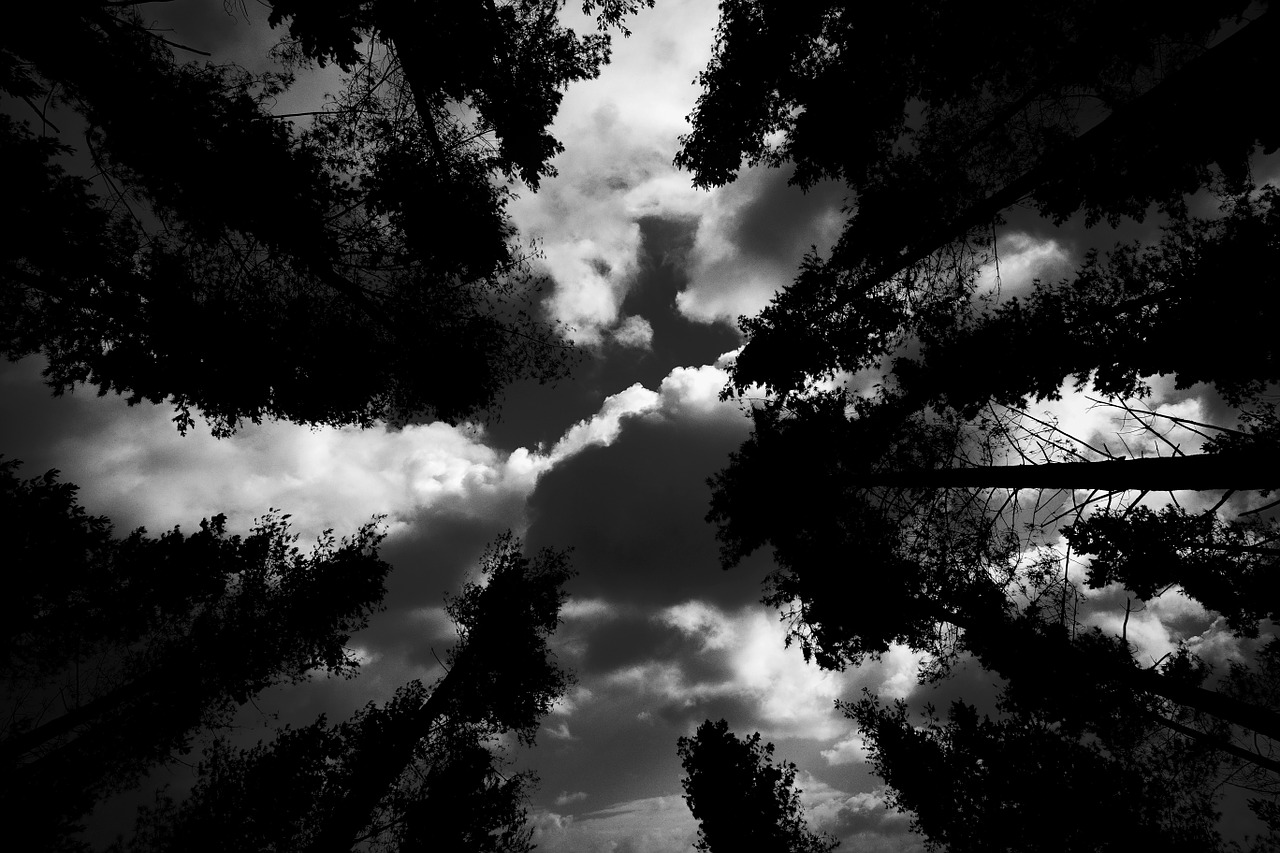 trees sky clouds free photo