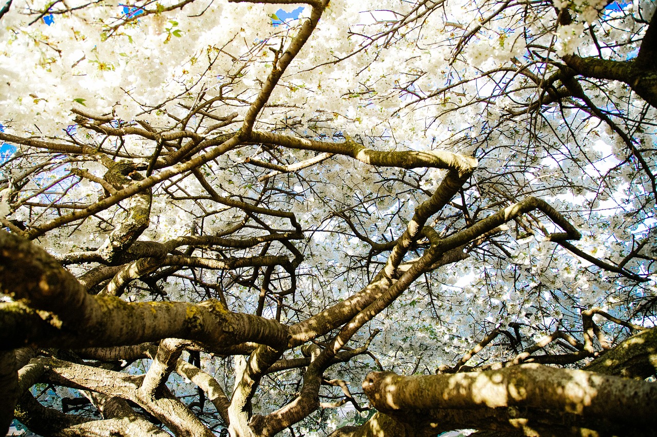 trees branches blossoms free photo