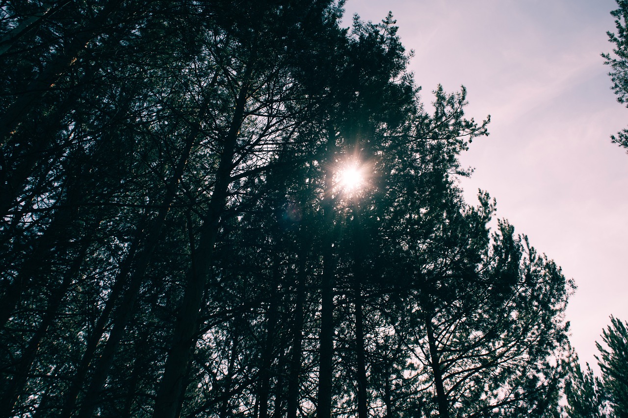 trees forest nature free photo