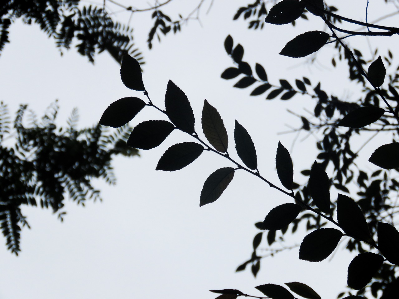 trees leaves silhouette free photo