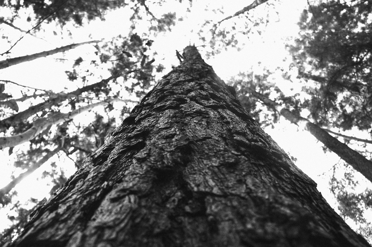 trees bark forest free photo