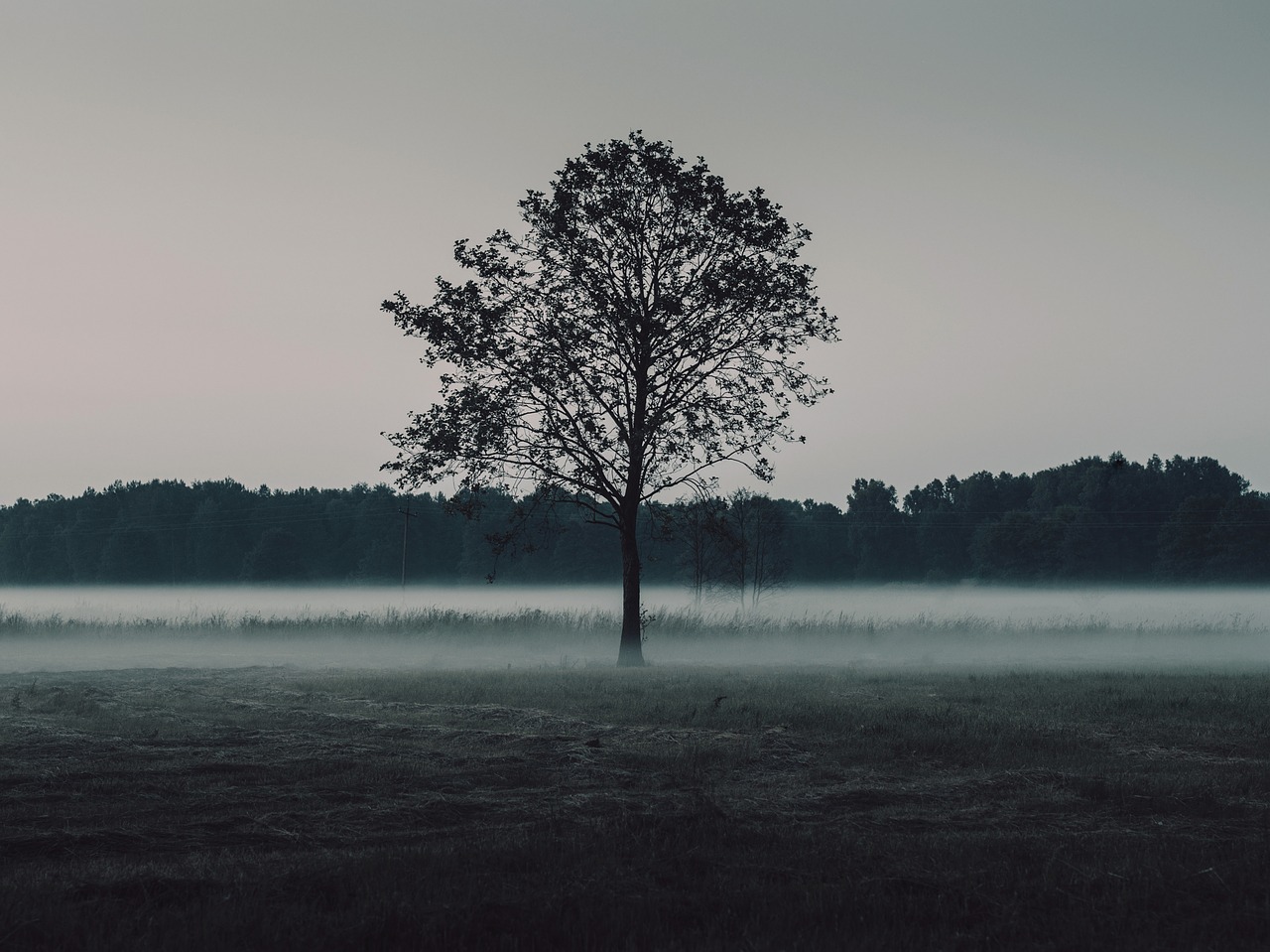 trees field mist free photo