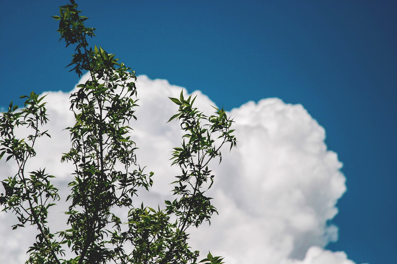 trees branches clouds free photo