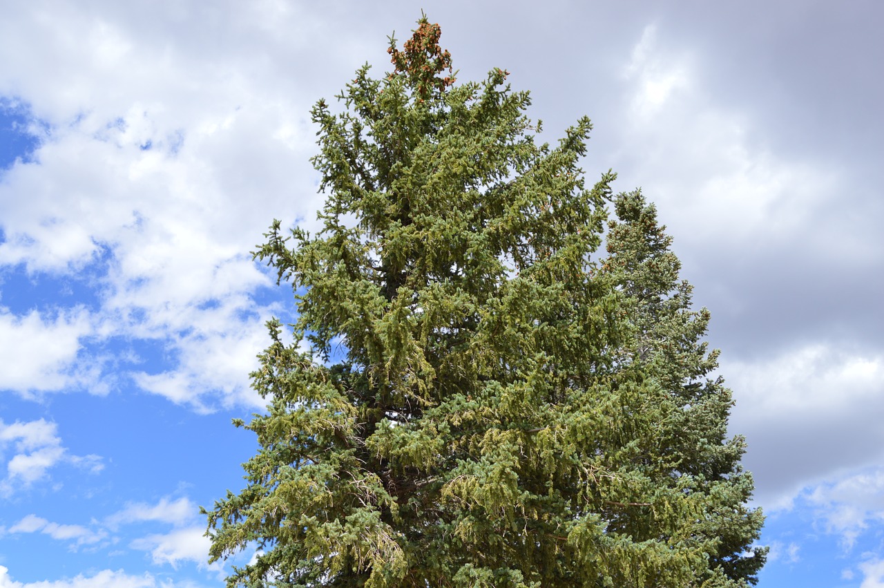 pine tree crown sky free photo