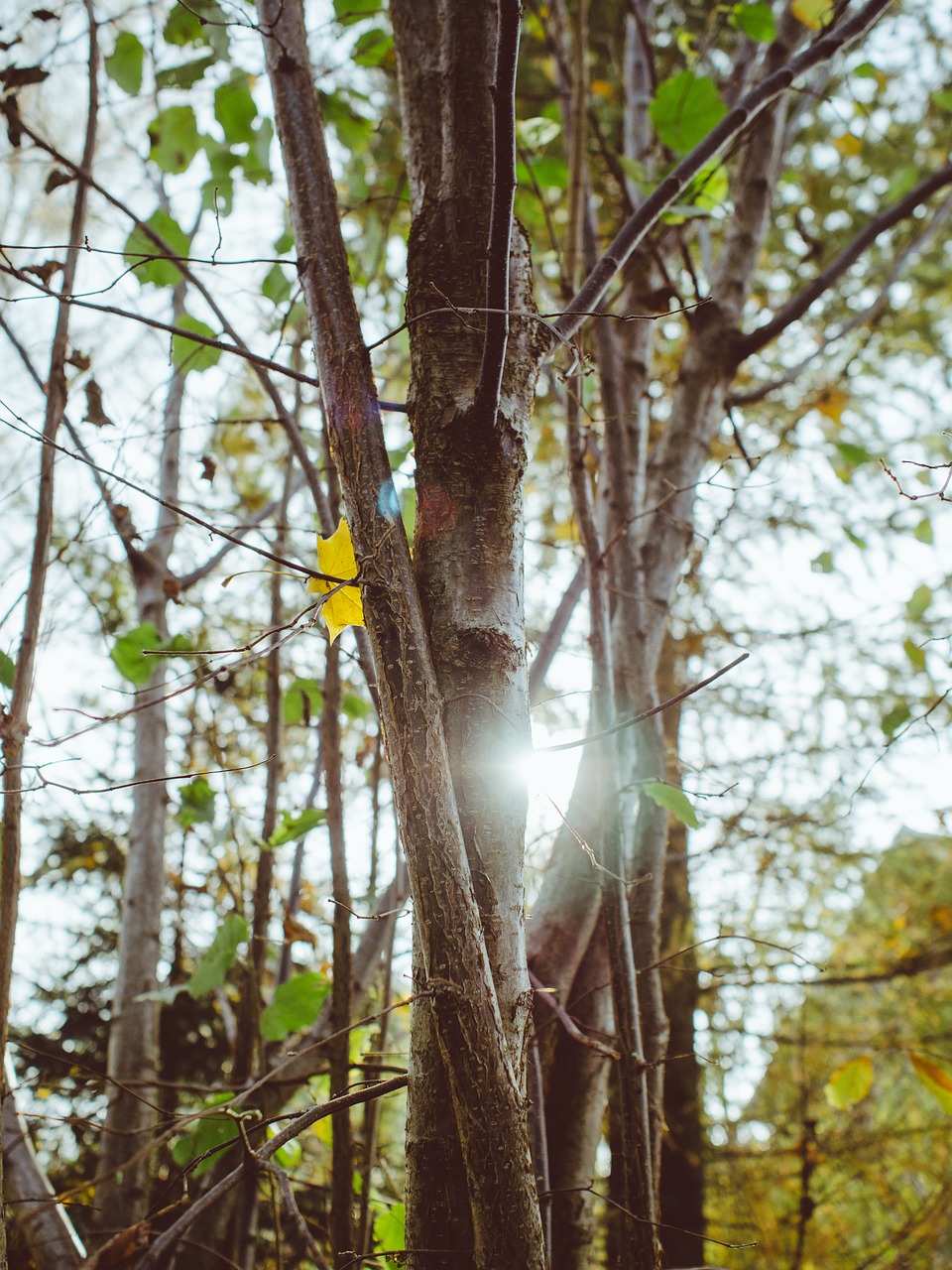 trees woods forest free photo