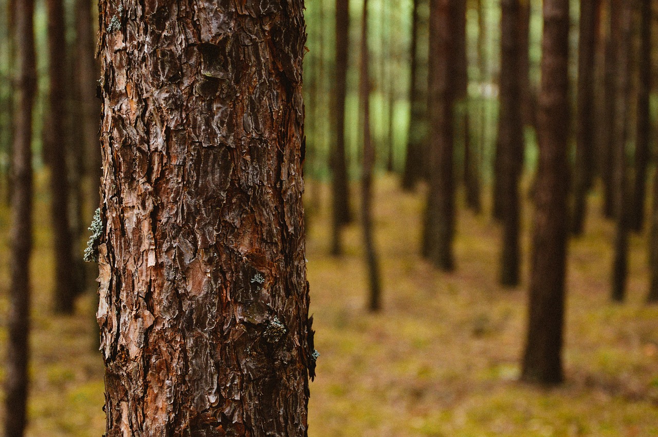 trees bark trunk free photo